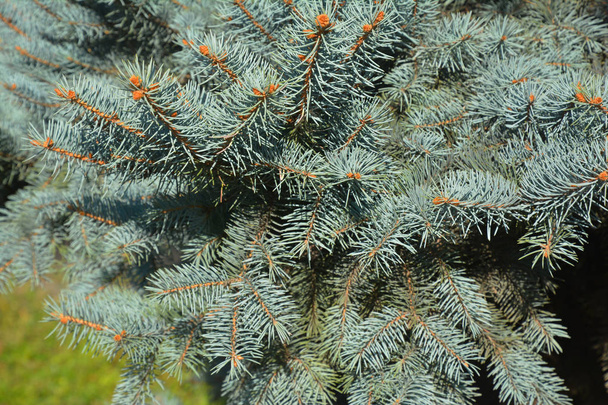 Blue spruce branches. Blue spruce tree. - Photo, Image