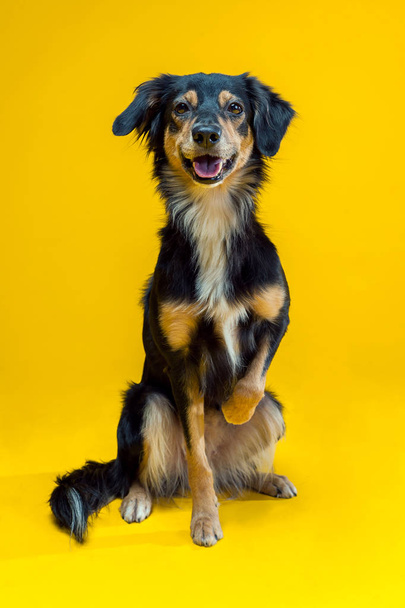 黄色い背景がある上に孤立ボーダーコリー犬の肖像画 - 写真・画像