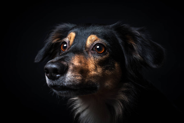 黒背景がある上に孤立ボーダーコリー犬の肖像画 - 写真・画像