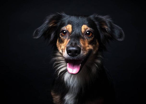 黒背景がある上に孤立ボーダーコリー犬の肖像画 - 写真・画像