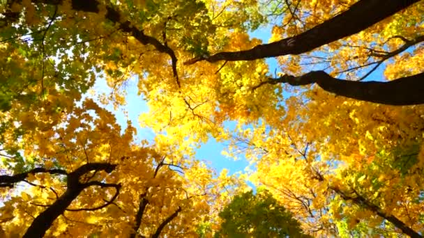Widok z dołu na szczycie autumn drzewa - Materiał filmowy, wideo