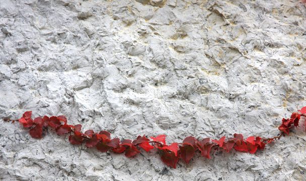 eski duvar ve vahşi asma - Fotoğraf, Görsel