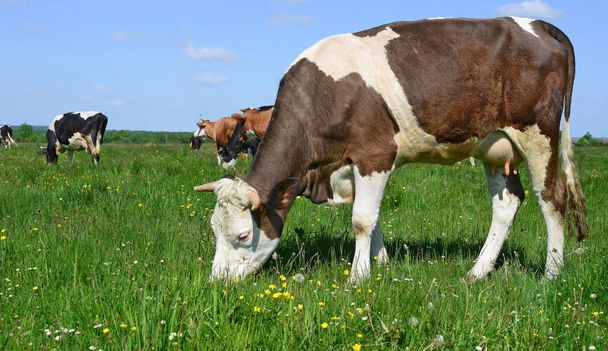Vacas pastando no pasto de verão
 - Foto, Imagem