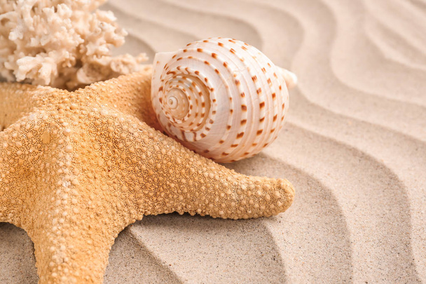 Tengeri kagyló, homok, tengeri csillag - Fotó, kép