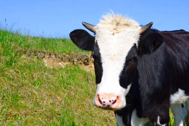 Pastoreio de vaca em pasto em verão
 - Foto, Imagem