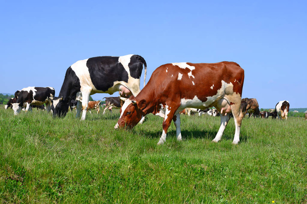 Корови пасуться на літньому пасовищі
 - Фото, зображення