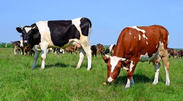 Vaches broutant sur les pâturages d'été
 - Photo, image