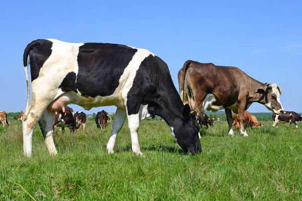 Vacas pastando en pastos de verano
 - Foto, Imagen