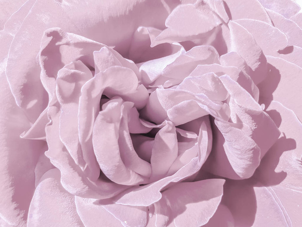 Gentle pink petals of the rose. Flowering background. Macro photo - Photo, Image
