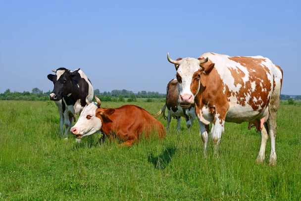 αγελάδες σε ένα λιβάδι το καλοκαίρι σε ένα αγροτικό τοπίο του καλοκαιριού - Φωτογραφία, εικόνα