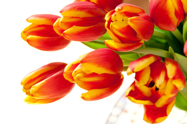 Ramo de tulipanes rojos
. - Foto, Imagen