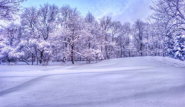 ウィンターパーク - ビンテージ トーンで雪に覆われた冬のシーンに沿って雪に覆われた木々 の冬風景 - 写真・画像