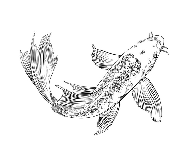Vector εικονογράφηση χαραγμένο στυλ για αφίσες, διακόσμηση και εκτύπωση. Συρμένο χέρι σκίτσο Ιαπωνικά κυπρίνος ψαριών που απομονώνονται σε λευκό φόντο. Λεπτομερές σχέδιο vintage χαρακτική. - Διάνυσμα, εικόνα