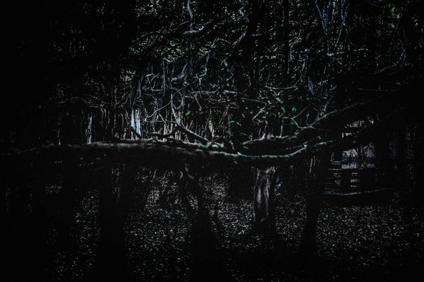 Soledad en el bosque oscuro
 - Foto, Imagen