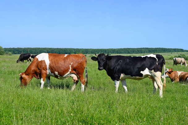 krowy na letnie pastwiska w wiejski krajobraz lato. - Zdjęcie, obraz