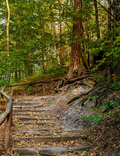 hiking path in the forest towards lilienstein in the elbsandsteingebirge - Photo, Image