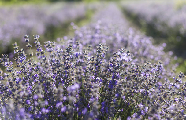 Closeup of lavender flowers on a sunny summer day - Fotoğraf, Görsel