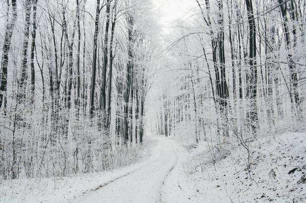 frozen trees in snowy road winter forest landscape - Fotó, kép