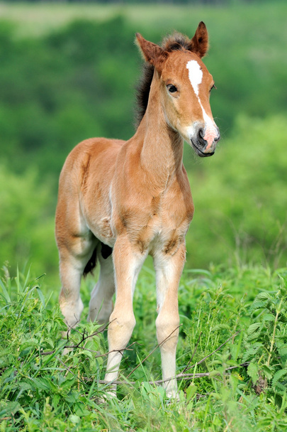 Koń w trawie - Zdjęcie, obraz