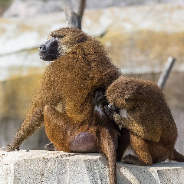     Babuínos que removem os piolhos da pele de outro macaco
  - Foto, Imagem