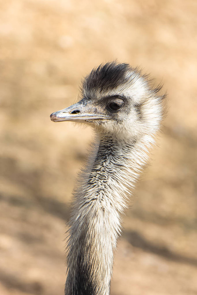     avestruz, Ñandú americana, pájaro divertido, cabeza
  - Foto, imagen