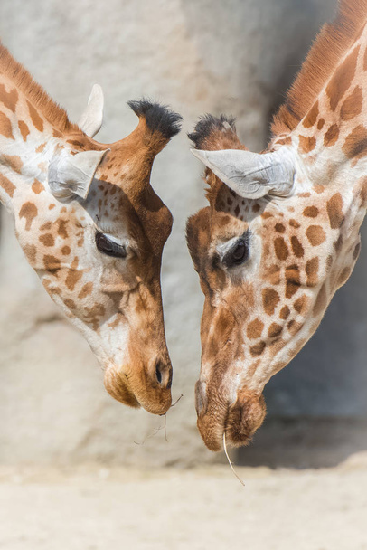     Girafes, mère et bébé girafe, amour
  - Photo, image