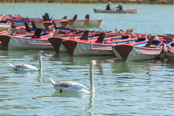 Paris, the Bois de Vincennes lake, with row boats and swans - Photo, Image