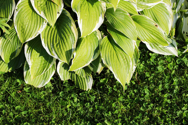 Πράσινος θάμνος. Ο Χόστα φεύγει το φθινόπωρο. Φύση φόντο εικόνα όμορφη φύλλα Hosta. Hosta - ένα διακοσμητικό φυτό για τον σχεδιασμό πάρκων τοπίου και κήπων. - Φωτογραφία, εικόνα