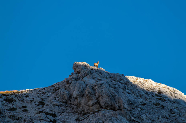 sunlit chamois at the top of the mountain - Photo, Image