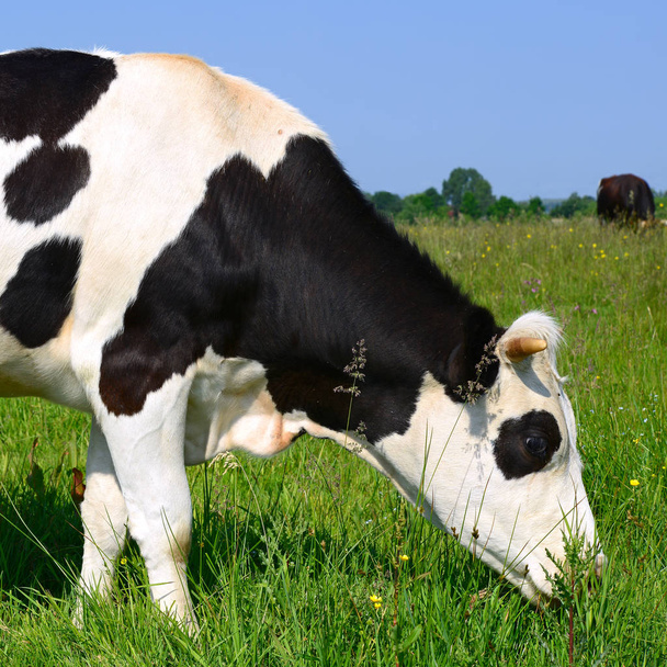 primer plano de hermosa vaca blanca y negra en el prado - Foto, Imagen