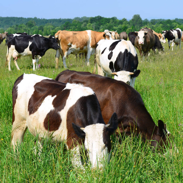 夏の放牧牛 - 写真・画像