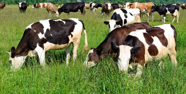 Vaches sur le pâturage d'été
 - Photo, image