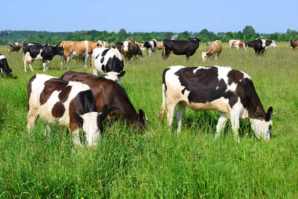 vacas em pastagens de verão
 - Foto, Imagem