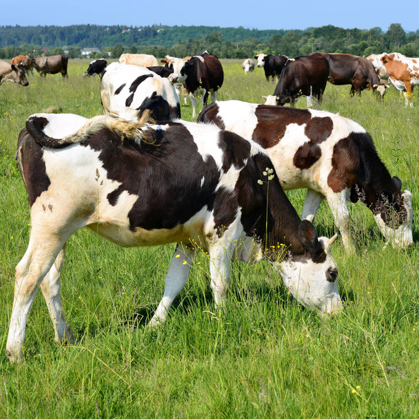 Rebanho de vacas no pasto de verão
 - Foto, Imagem