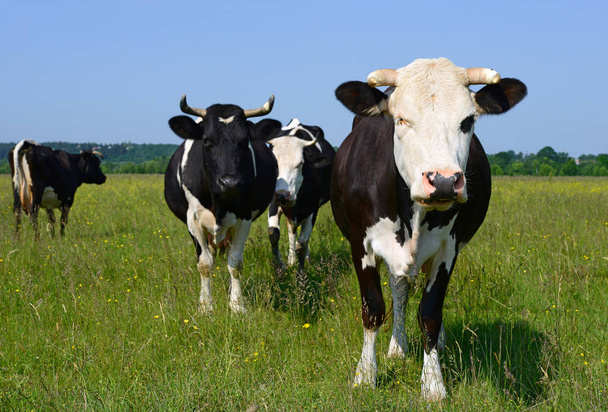 lehmät vihreillä kesälaitumilla - Valokuva, kuva
