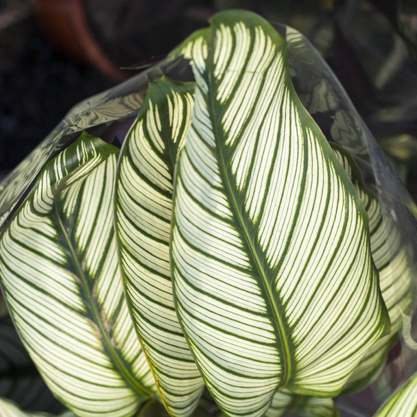 the Green plant in the garden. Fresh green and white leaf background (Dieffenbachia). - Photo, Image