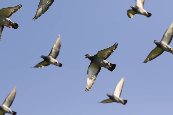 Speed závodní holubi létající jasně modré obloze - Fotografie, Obrázek