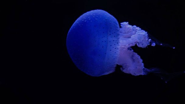 deep dark ocean with big blue jellyfish - Фото, изображение