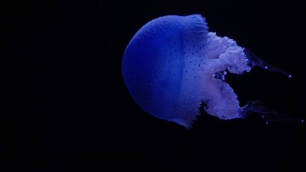 deep dark ocean with big blue jellyfish - Foto, imagen