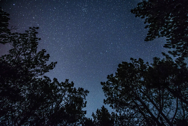A ragyogó csillagos ég, az éjszakai erdő - Fotó, kép