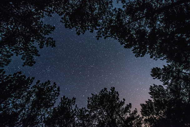 Яскраве зоряне небо в нічному лісі
 - Фото, зображення