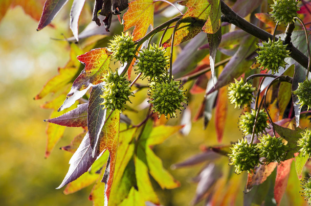 Gros plan du feuillage d'un chewing-gum (Liquidambar styraciflua) en automne avec des feuilles étoilées et des fruits pointus sur fond de bokeh vert clair
 - Photo, image