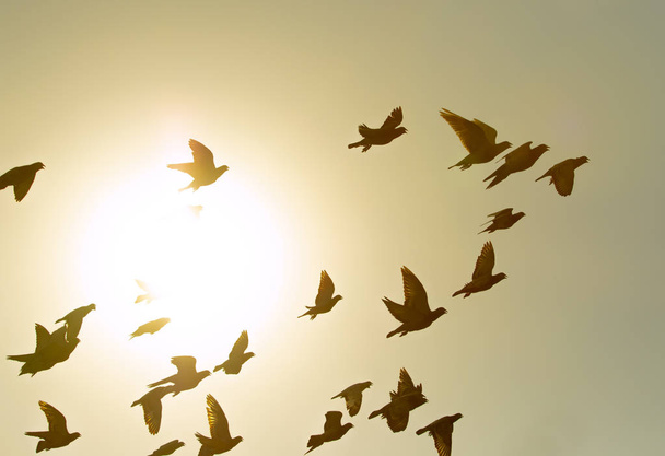 flock of flying pigeon bird against sun light sky - Photo, Image