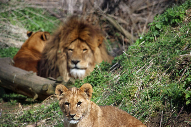 Lion ourson couché sur le sol avec la face d'un lion mâle et une lion femelle visible à l'arrière-plan avec de l'herbe et un arbre tombé
. - Photo, image
