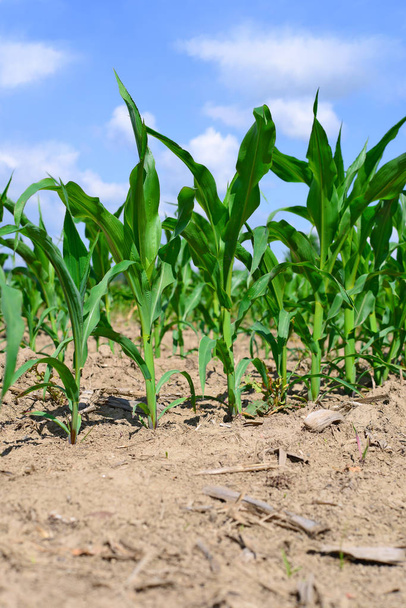 Young corn crops in the rural landscape  - Photo, Image