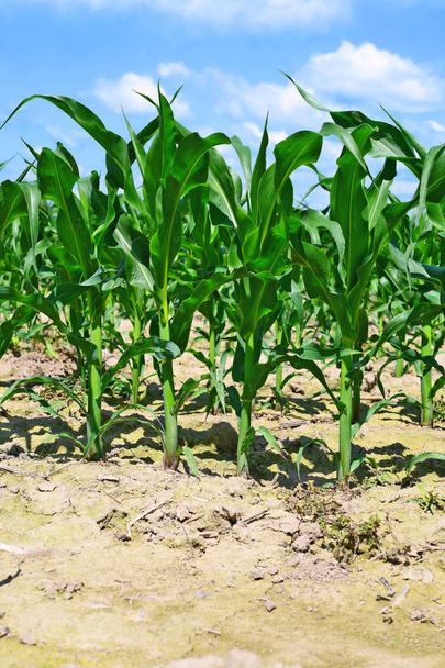 Cultivos jóvenes de maíz en el paisaje rural  - Foto, imagen