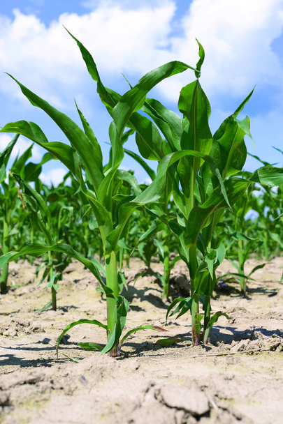 Cultivos jóvenes de maíz en el paisaje rural  - Foto, imagen