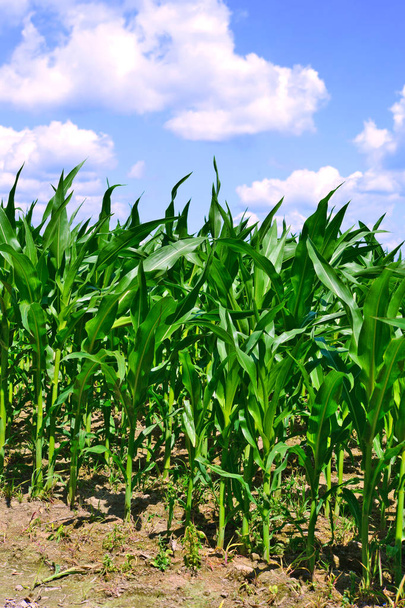 Молодые кукурузные культуры в сельской местности  - Фото, изображение