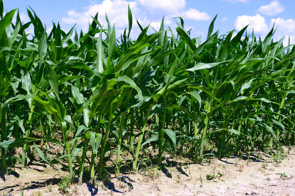 Mladé kukuřice na venkově  - Fotografie, Obrázek