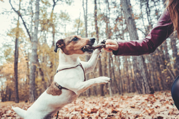 Nainen heittää keppiä leikkii koiransa kanssa
 - Valokuva, kuva